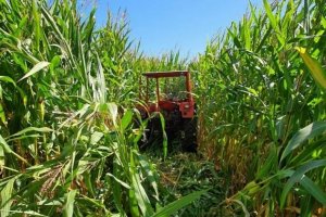Ciągnik rolniczy ukryty w polu kukurydzy