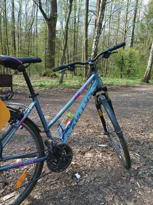 widok roweru zaparkowanego w lesie