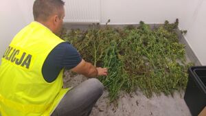 Oględziny zabezpieczonych konopi indyjskich