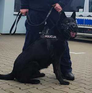 Pies policyjny z Komendy Powiatowej Policji w Zgierzu