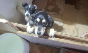 Zwierzęta znajdujące się w nielegalnej hodowli