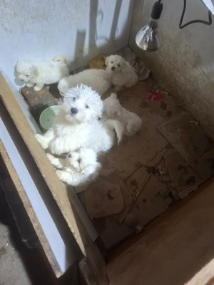 Zwierzęta znajdujące się w nielegalnej hodowli