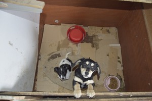 Zwierzęta znajdujące się w nielegalnej hodowli