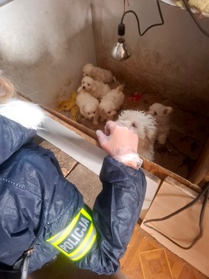 Zwierzęta znajdujące się w nielegalnej hodowli